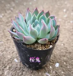 桜鬼 ミックスベリア おらいさん苗 多肉植物 - メルカリ