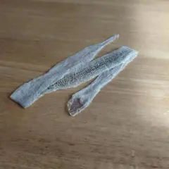 蛇の抜け殻J　50cm