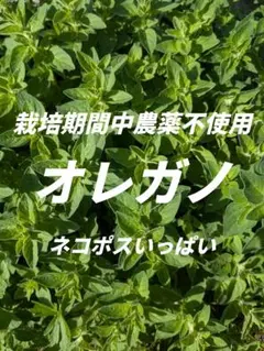 リッピア 苗を秋に根付かせておきましょう♡メルカリ便発送‼️ リッピア 苗を秋に根付かせておきましょう♡メルカリ便発送‼️ - メルカリ