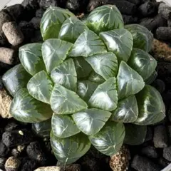 【美窓】トゥルンカータ (#03) オブツーサ ハオルチア 抜き苗のサムネイル
