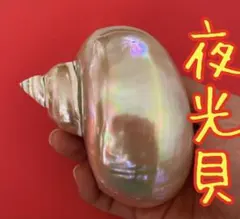 夜光貝 磨き上げ済み 置物 飾りもの 色合い綺麗 - メルカリ