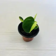 T*h様 Q865 Monstera Lemon Lime モンステラ レモンラ - メルカリ