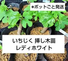 2026年最新】イチジク穂木の人気アイテム - メルカリ