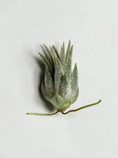 Tillandsia ionantha ‘Haselnuss' Koehres Tillandsia - ionantha 'Haselnuss' ex. BH - Air Plant Decor