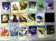 鳥羽水族館 TOBA AQUARIUM コレクションカード vol.2 - メルカリ