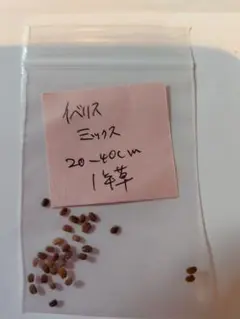 花の種 イベリス ミックス　残り少