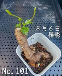 2026年最新】おかわかめ むかごの人気アイテム - メルカリ