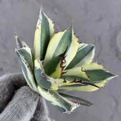 2026年最新】スナグルトゥースの人気アイテム - メルカリ