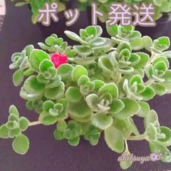 アロマティカス ポットごと発送