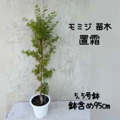 超逸品。常緑ヤマボウシ大株立ち ホンコンエンシス1.6M(鉢底から)品番A