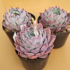 多肉植物　エケベリア3苗セット