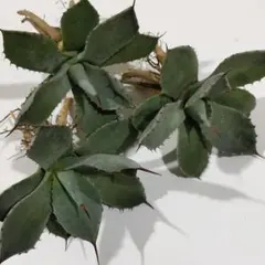 2026年最新】オリザバ アガベの人気アイテム - メルカリ