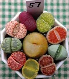 多肉植物リトープス/コノフィツム　マウガニー入り　カラフルセット　土付き　S57