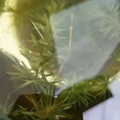 クロモ　沖縄産　3本　水草　アクアリウム　メダカ飼育のサムネイル