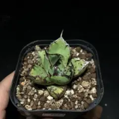 サンゴ66様 リクエスト 4点 まとめ商品