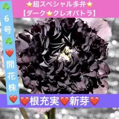 2025年最新】広瀬園芸 クリスマスローズの人気アイテム - メルカリ