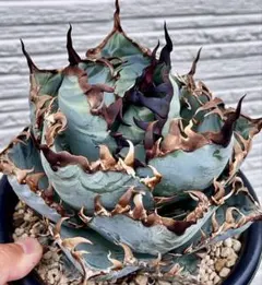 池*様 アガベ 海王 陽炎　中子株 fit=scale-down,w=1200