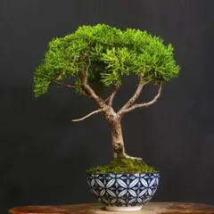 一起園芸】糸魚川真柏・小品盆栽◇形良好・丈夫で育てやすい人気盆栽樹