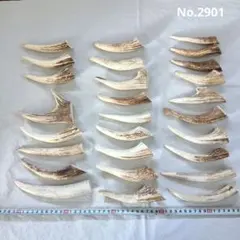 鹿の角 エゾシカ 角 角先 1kg 端材 アクセサリー パーツ 素材 - メルカリ