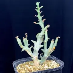 レアユーフォ！　ハマタ　ユーフォルビア　多肉植物　塊根植物のサムネイル