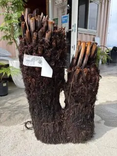 ディクソニア　ダブルヘッド　良型　大サイズ　ベアルートのサムネイル
