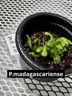 れいいち様 リクエスト 2点 まとめ商品