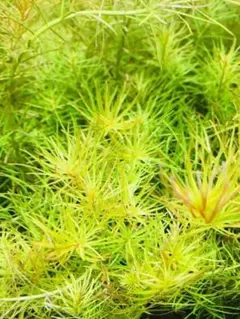 ロタラマクランドラグリーン 15本 水中葉 無農薬 無害虫 - メルカリ