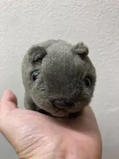 2026年最新】ウォンバットぬいぐるみの人気アイテム - メルカリ