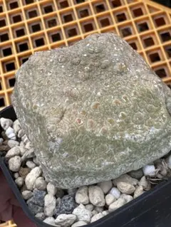 メルカリ便＋鉢ごと　プセウドリトス　クビフォルミス　第四種 メルカリ便＋鉢ごと プセウドリトス クビフォルミス 第四種