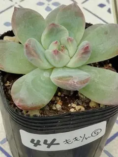 44 ももりん⑤／ミックスベリア　多肉植物