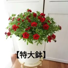 CG様 リクエスト 2点 まとめ商品