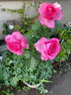 Bear☆Cat ★プロフィール必読様 リクエスト 2点 まとめ商品