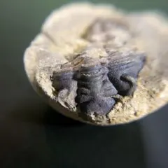 三葉虫　化石　fossil　海　ボリビア産　trilobite　海生動物分類⑧のサムネイル