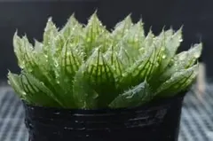 2025年最新】ハオルチア エメラルドLEDの人気アイテム - メルカリ