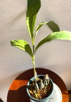 かわかみ様専用です。