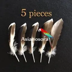 Item thumbnail for item f9bb2306-f4f9-463e-a867-bd9cf60a7a52