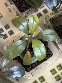 Bucephalandra/ブセファランドラsp.ハデス - メルカリ