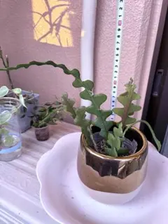 フィッシュボーンカクタス ジグザグ　観葉植物 多肉植物
