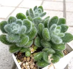 多肉植物 カシミヤヒントニー - メルカリ