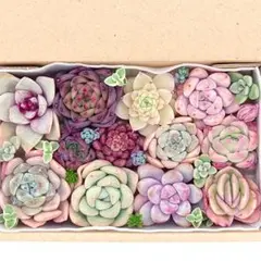 エケベリア 多肉植物 寄せ植えセット B01 カット苗 セダム 韓国苗 多肉弁当