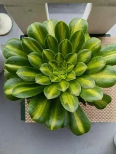 がーべら様 リクエスト 5点 まとめ商品