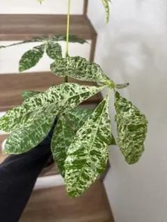 6/16まで！白勝ち極斑　パキラ　ミルキーウェイ　接木　鉢ごとらくらくメルカリ便 6/16まで！ 白勝ち極斑 パキラ ミルキーウェイ 接木鉢ごとらくらく