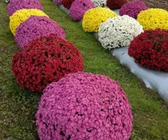 ざる菊…4種類…分け苗、挿し苗のサムネイル