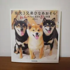 柴犬3兄弟ひなあおそら