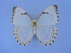 アポロヤママユ、アフリカオオイボタガ セット - メルカリ