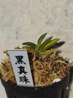 富貴蘭黒真珠のサムネイル