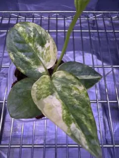 激レア】アヌビアス 斑入り キング 希少種 水草 - メルカリ