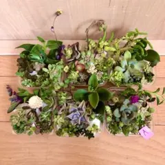 訳あり　Ａ多品種　カラフル　育て方メモ　多肉植物　紅葉が綺麗❤️6つセット