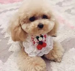 いちごモチーフ 犬　猫　エプロン　チョーカー　インスタ映え