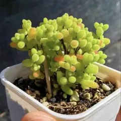 新入荷 ドロサンテマム 蜜橘 レア株 多肉植物 I苗 根付き 鉢5cm - メルカリ